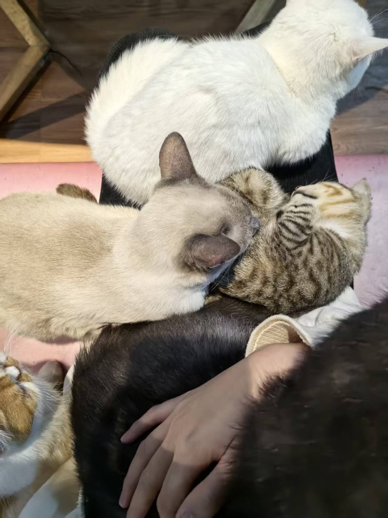 撸猫