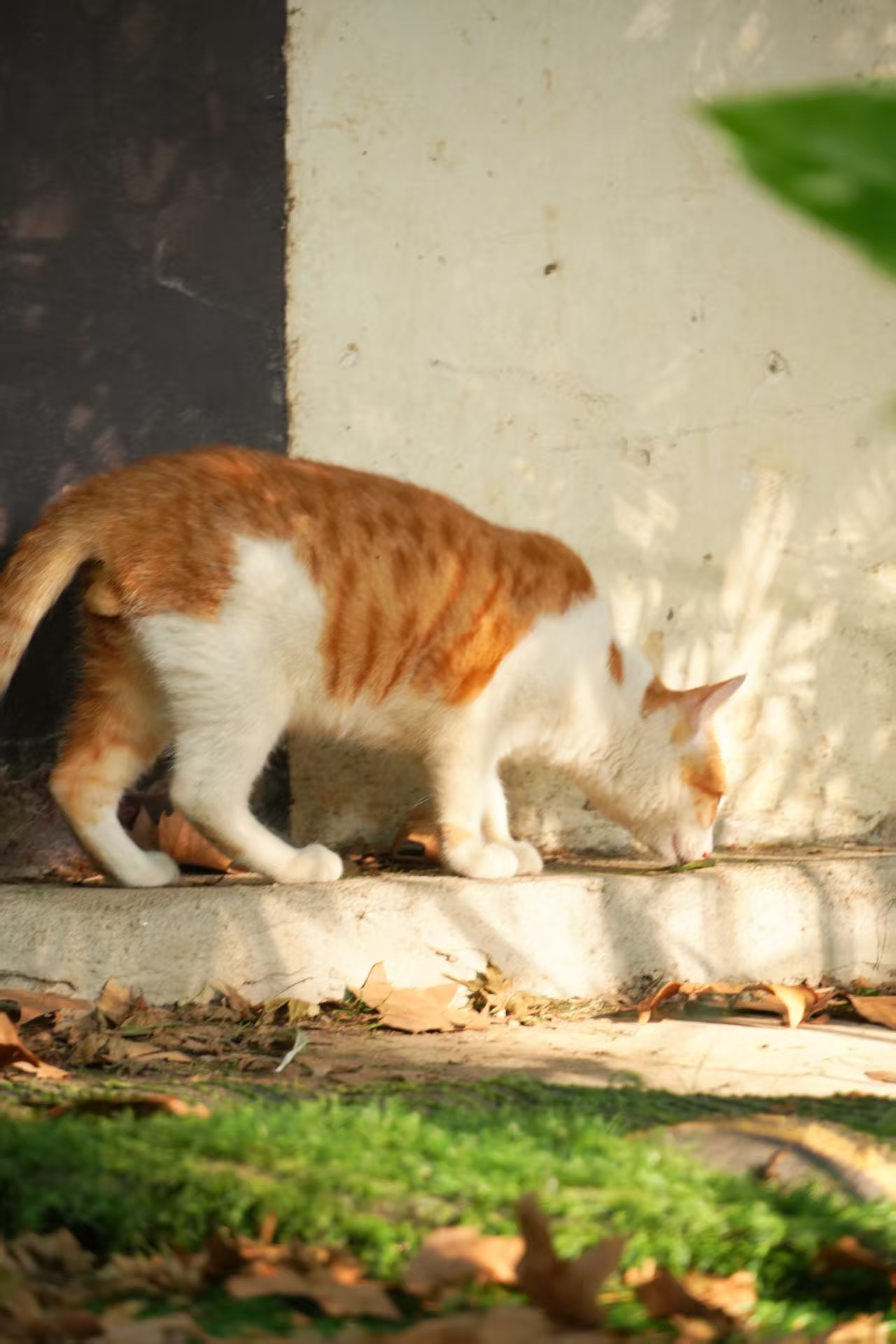 西湖边的小猫